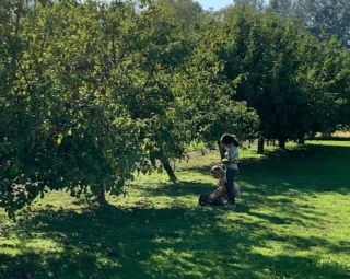 A serene orchard scene shows two people picking apples. Sunlight filters through leafy trees, casting soft shadows on the lush green grass.