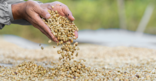 Coffee beans drying in the sun