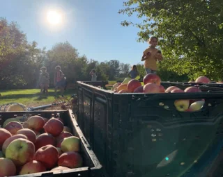 Crates of apples in sunlight, foreground. A child carries apples beside a tree, and people walk in the sunlit orchard, conveying a joyful harvest scene.